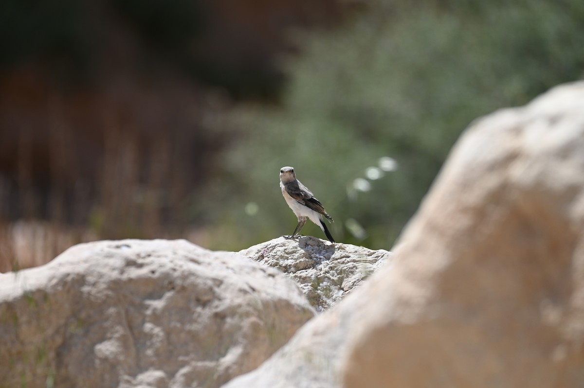 Ak Sırtlı Kuyrukkakan - ML638436345