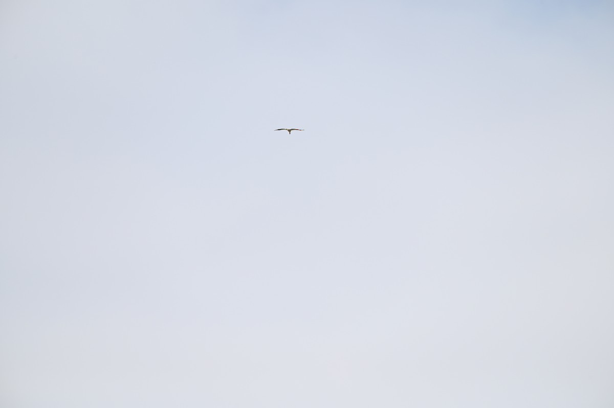 Leylek - ML638436361