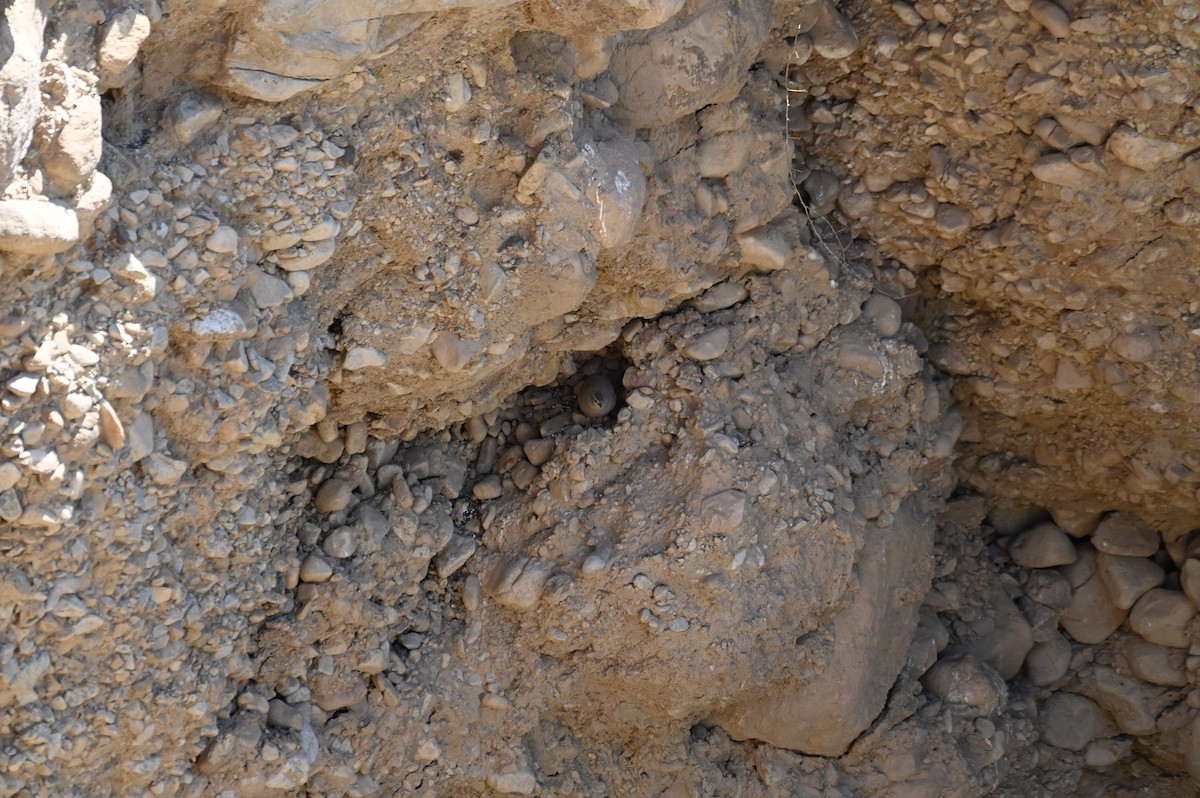 Kum Kekliği - ML638436369