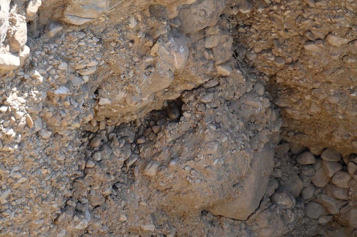 Kum Kekliği - ML638436370