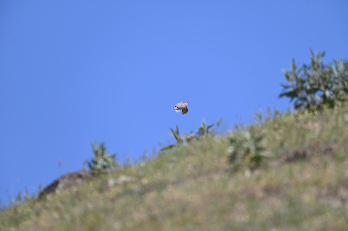 Kum Kekliği - ML638436371