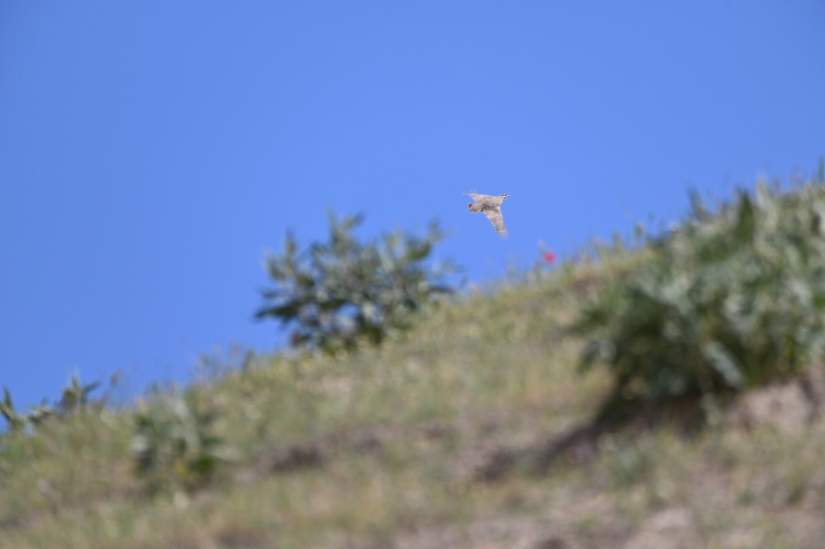 Kum Kekliği - ML638436372