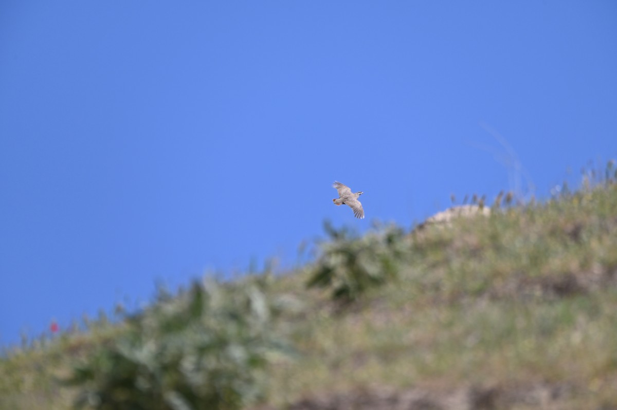 Kum Kekliği - ML638436373