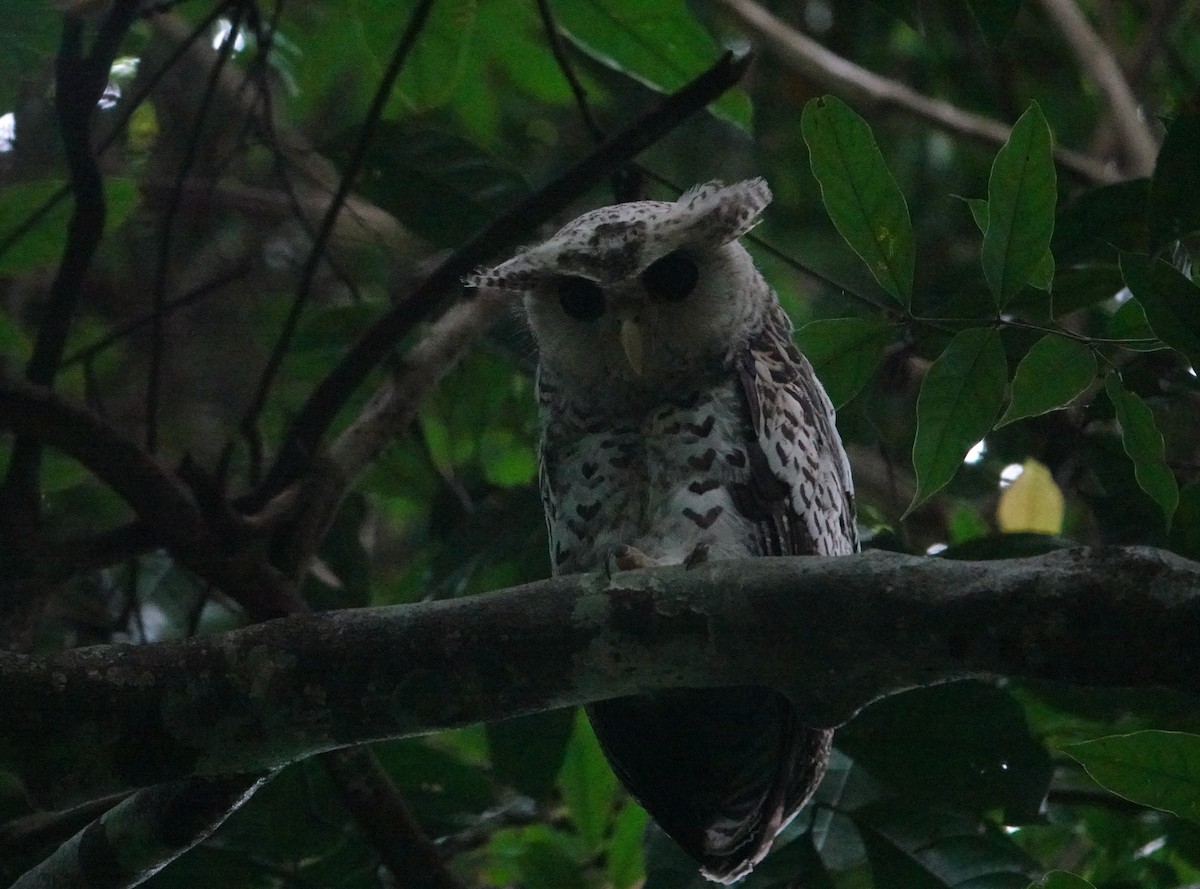 Spot-bellied Eagle-Owl - ML638436375