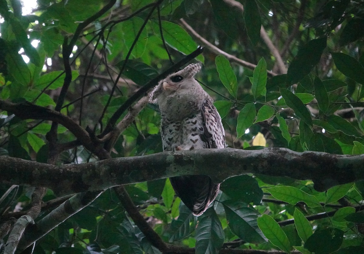 Spot-bellied Eagle-Owl - ML638436376