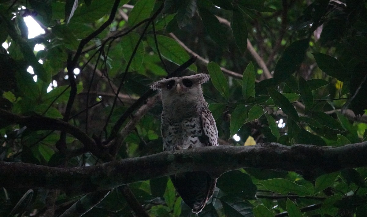 Spot-bellied Eagle-Owl - ML638436377