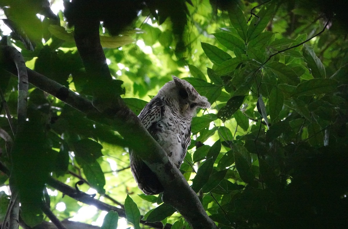 Spot-bellied Eagle-Owl - ML638436378