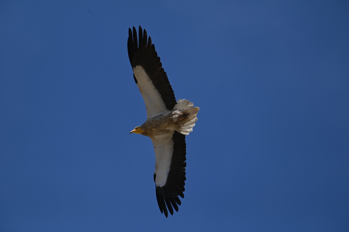 Küçük Akbaba - ML638436409