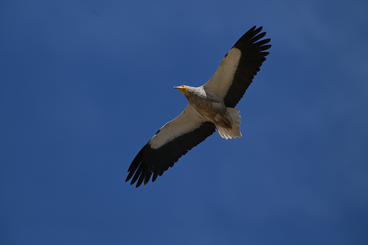 Küçük Akbaba - ML638436410