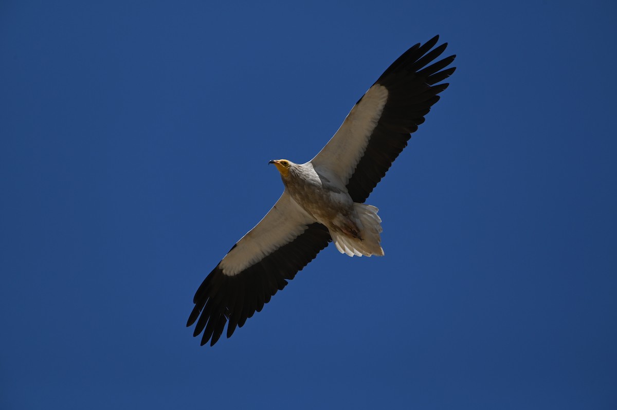 Küçük Akbaba - ML638436412