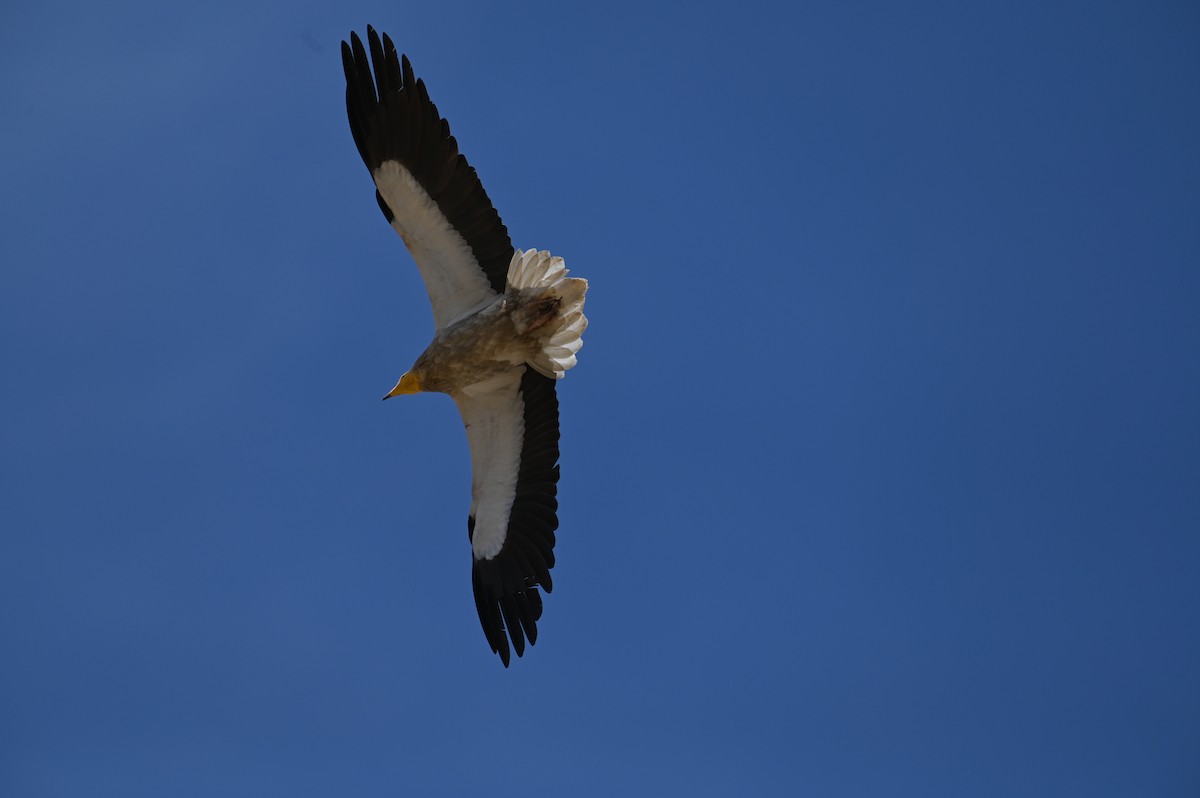 Küçük Akbaba - ML638436413