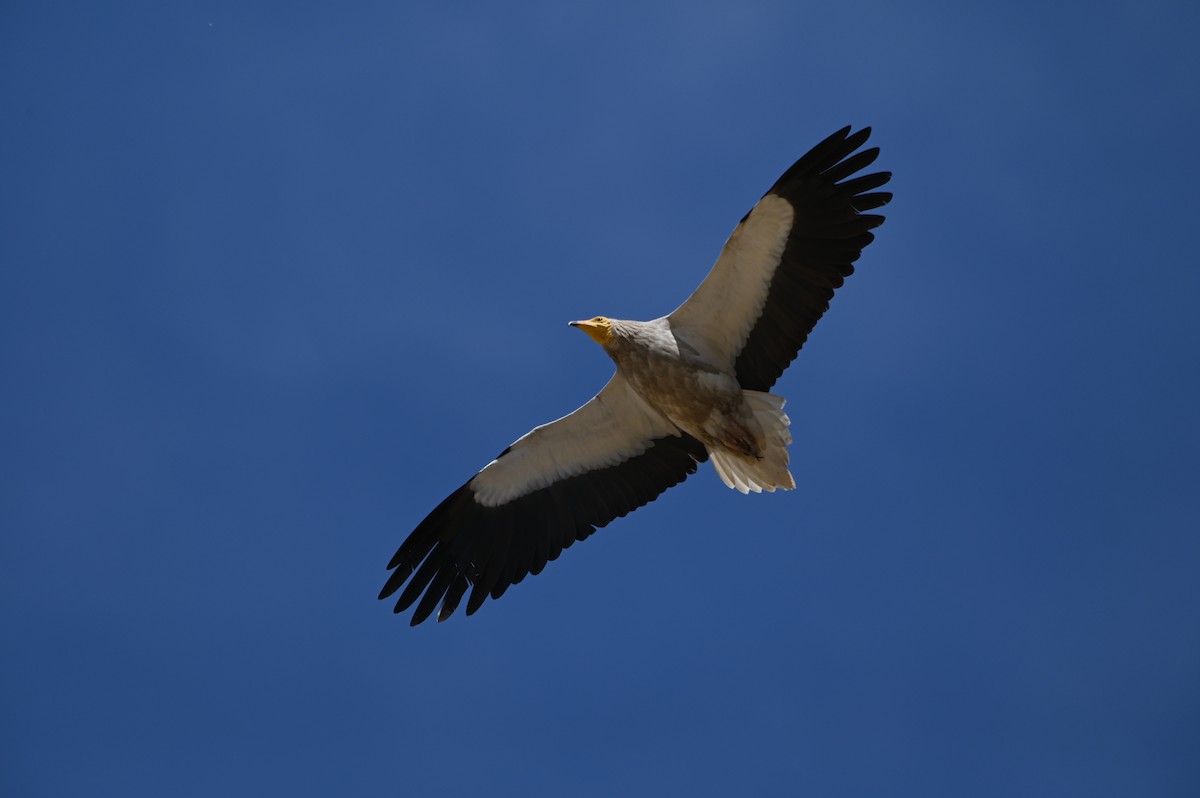 Küçük Akbaba - ML638436414