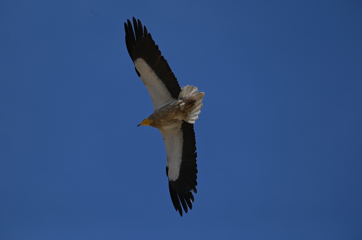 Küçük Akbaba - ML638436415