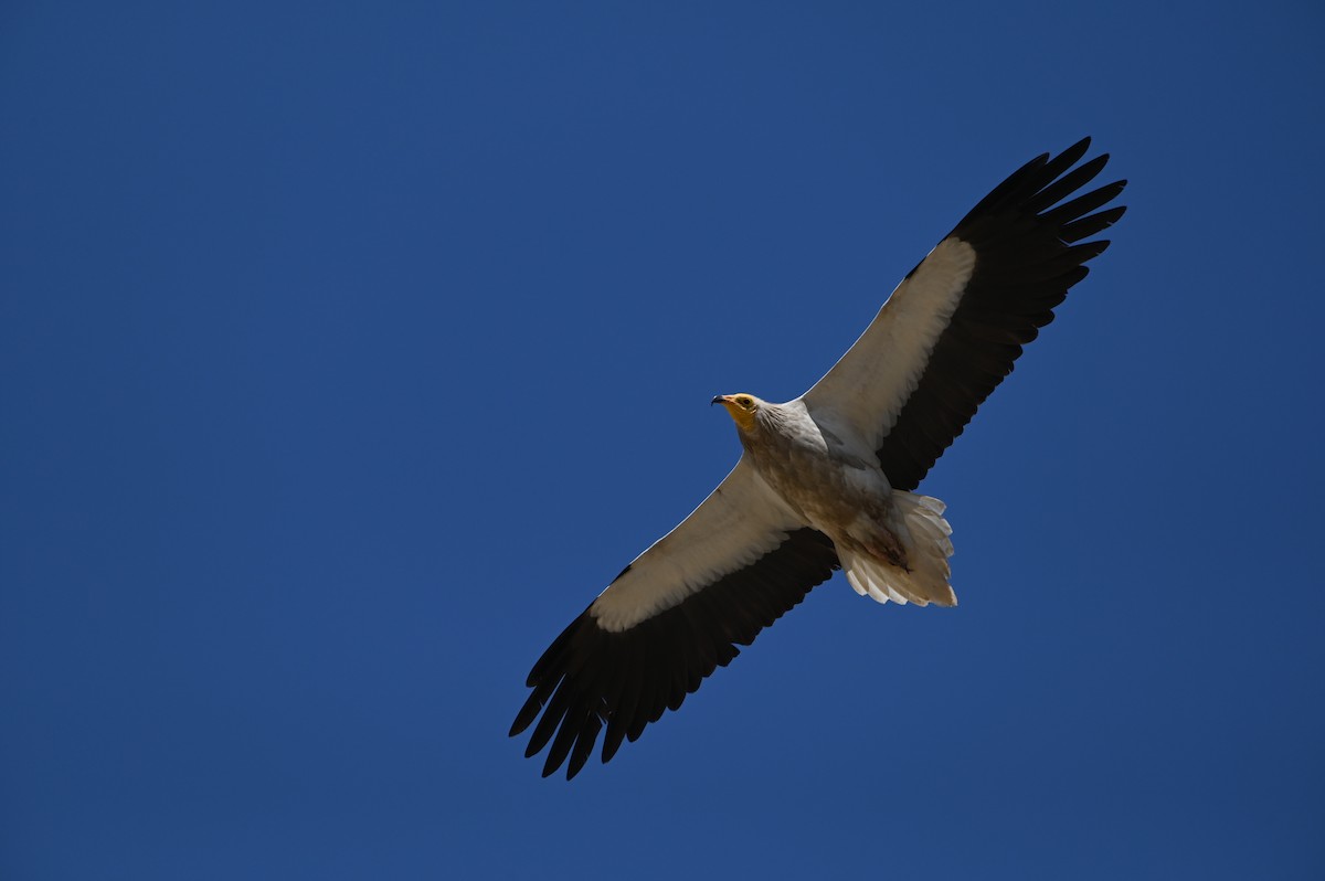 Küçük Akbaba - ML638436416