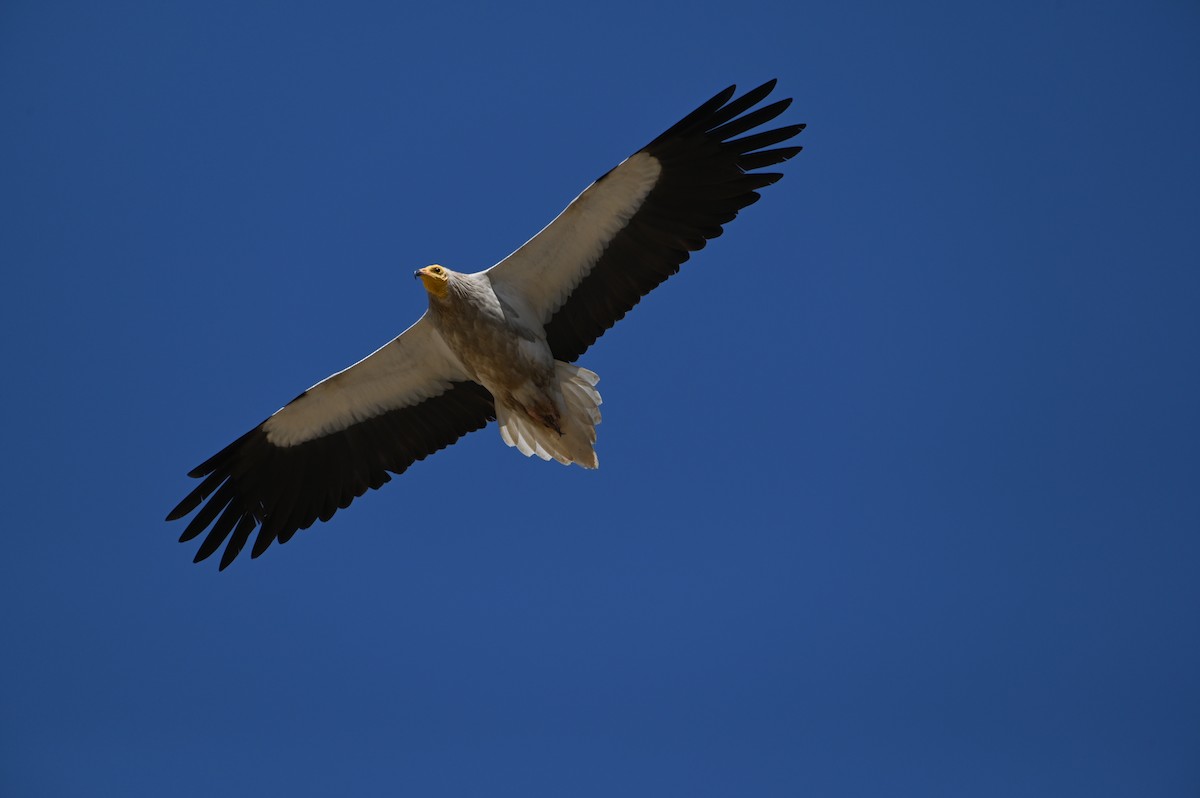 Küçük Akbaba - ML638436417