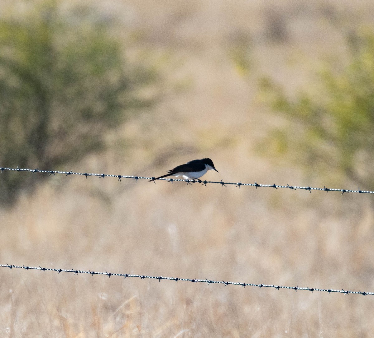 Restless Flycatcher - ML638436443
