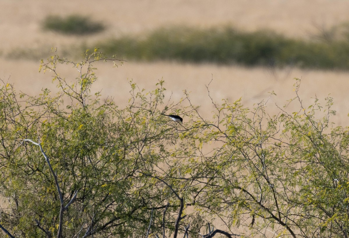 Restless Flycatcher - ML638436444