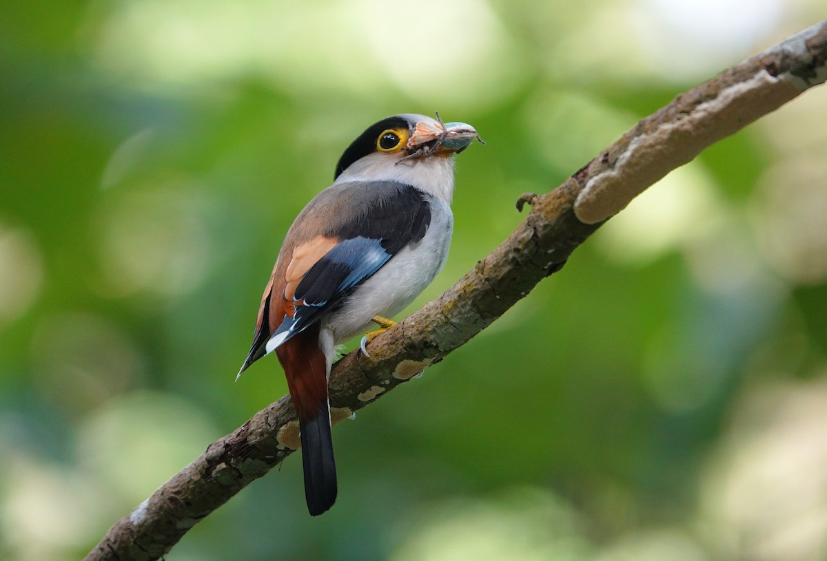 Silver-breasted Broadbill - ML638436448