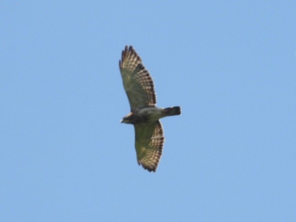 Broad-winged Hawk - ML638436487