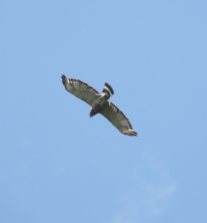 Broad-winged Hawk - ML638436489