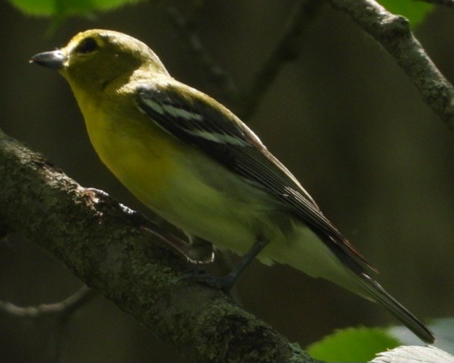 Yellow-throated Vireo - ML638436492