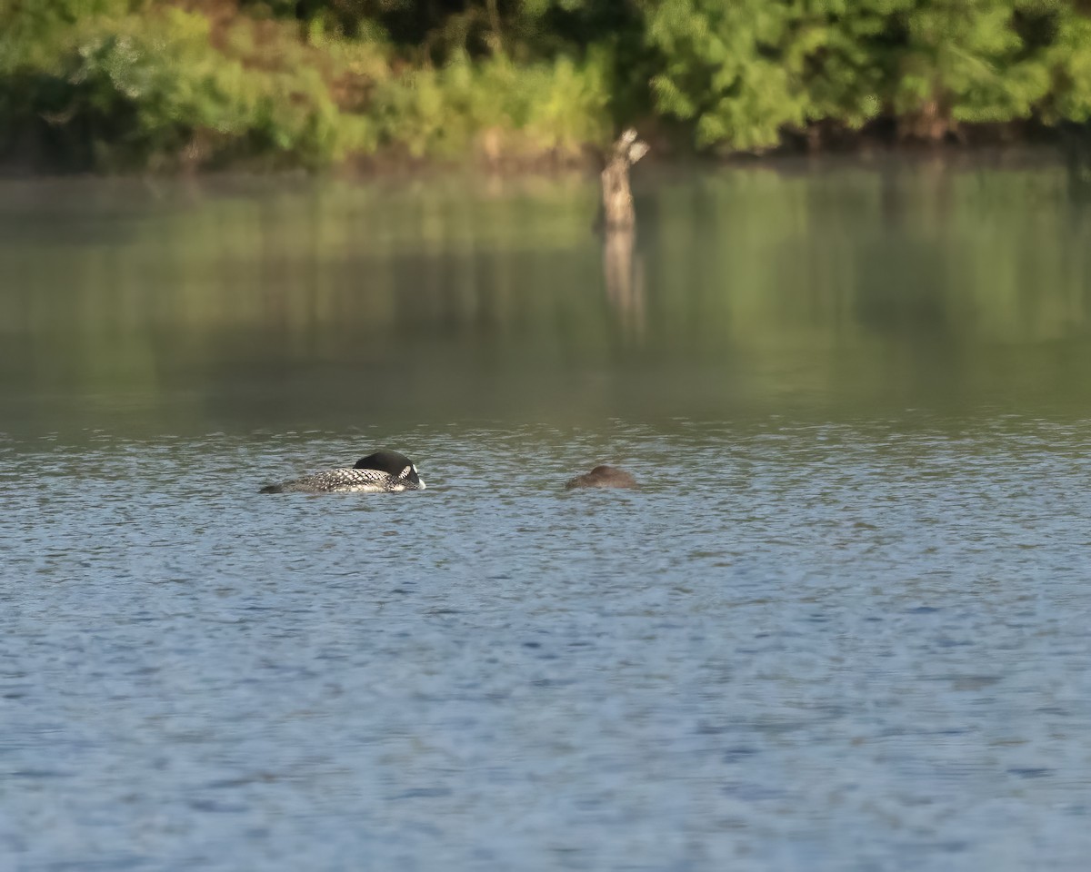 Plongeon huard - ML638436505