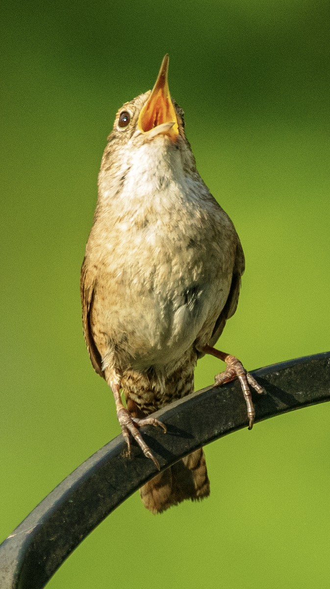 Northern House Wren - ML638436571