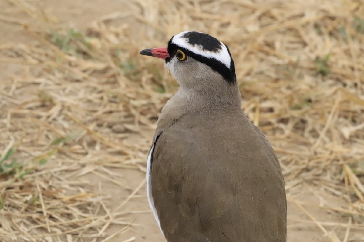 Crowned Lapwing - ML638436611