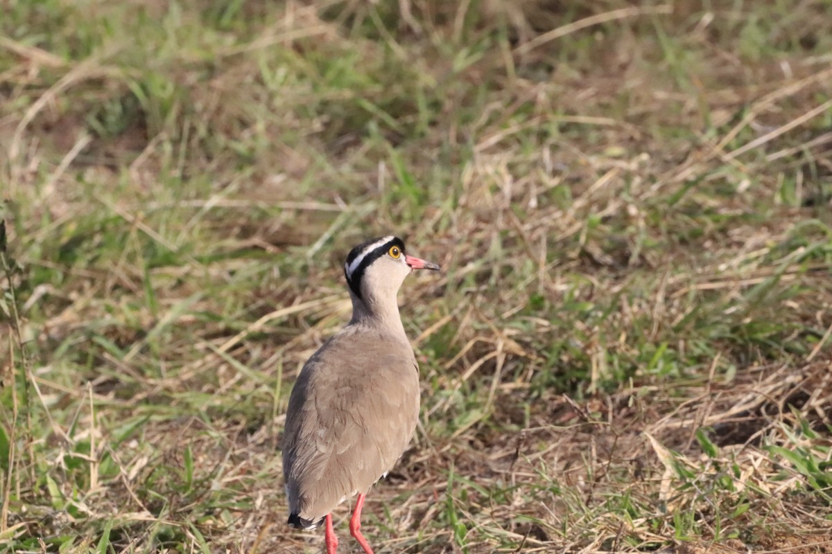 Crowned Lapwing - ML638436612