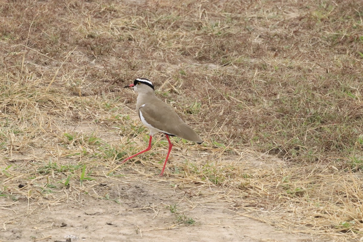 Crowned Lapwing - ML638436613
