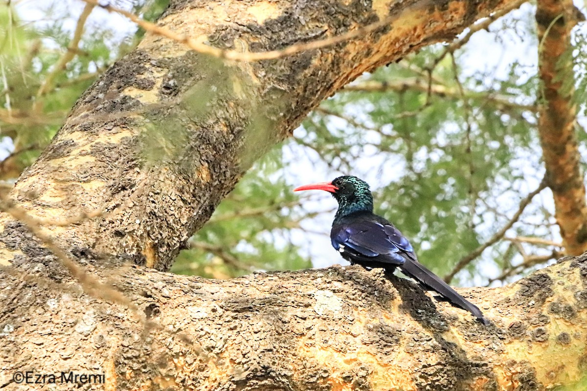 Green Woodhoopoe - ML638436668
