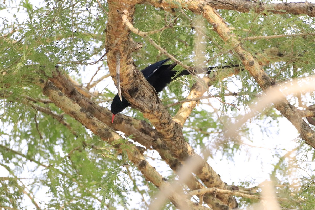 Green Woodhoopoe - ML638436669