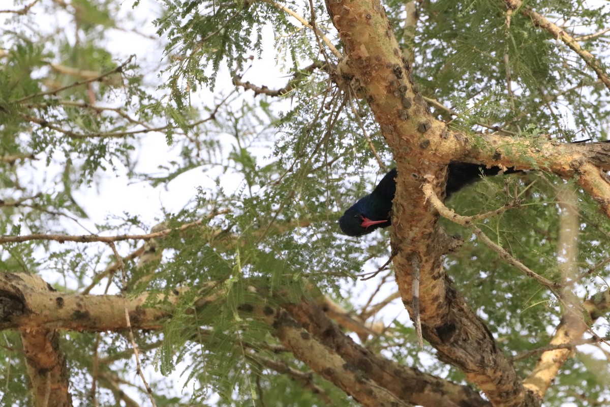 Green Woodhoopoe - ML638436670