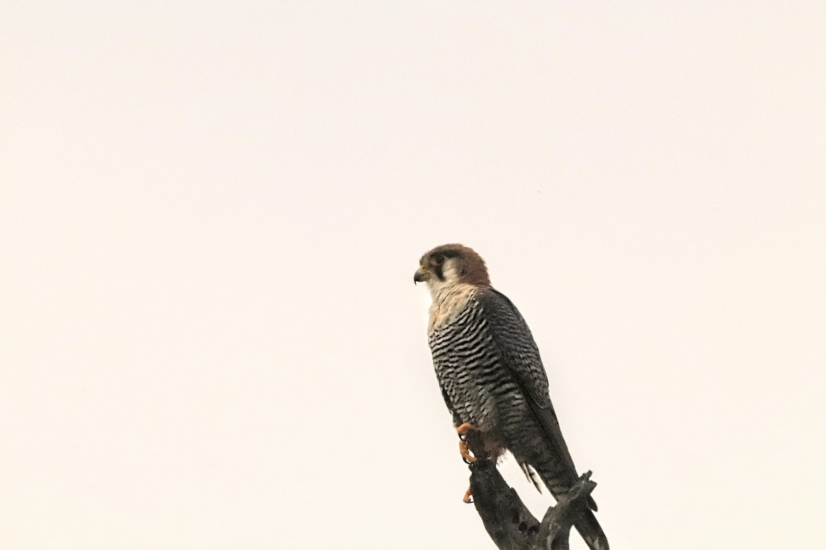 Red-necked Falcon - ML638436695
