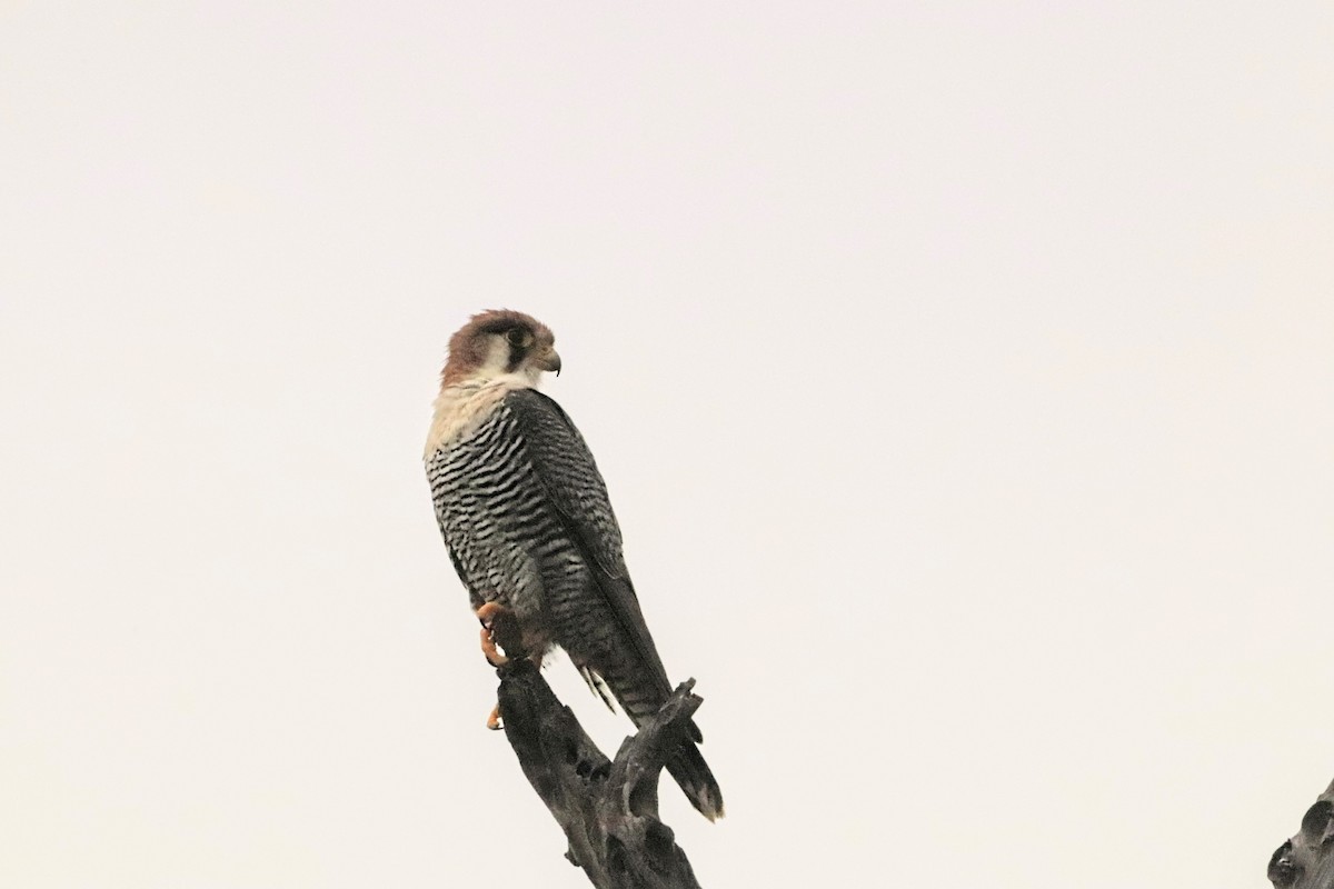 Red-necked Falcon - ML638436696