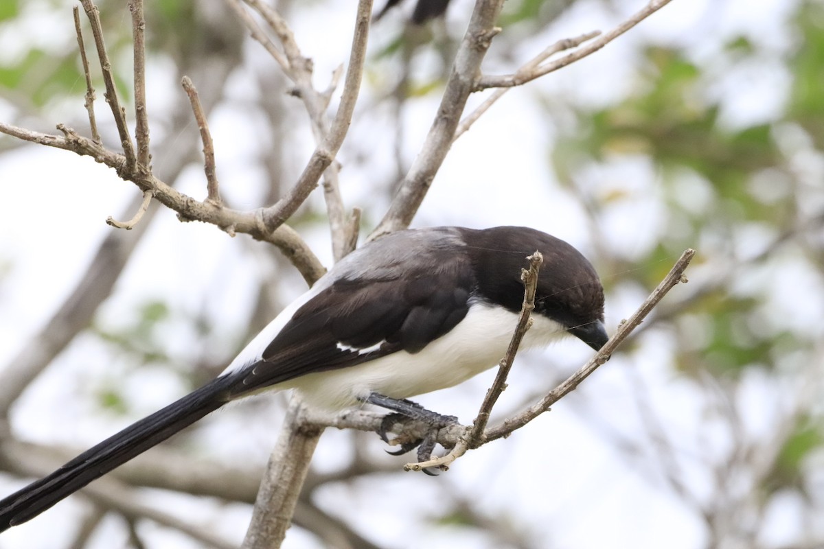 Long-tailed Fiscal - ML638436700
