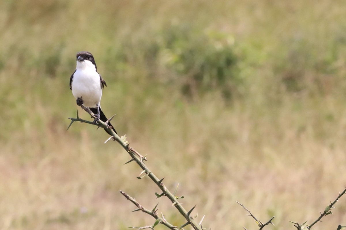 Long-tailed Fiscal - ML638436701
