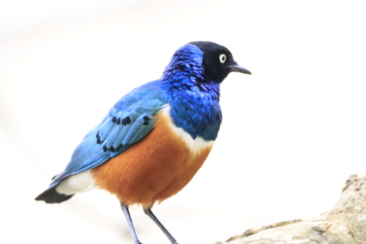 Superb Starling - ML638436722