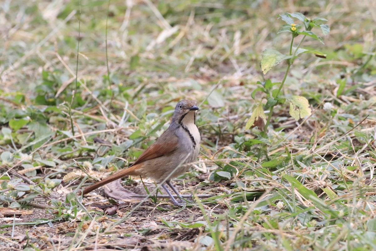 Collared Palm-Thrush - ML638436734
