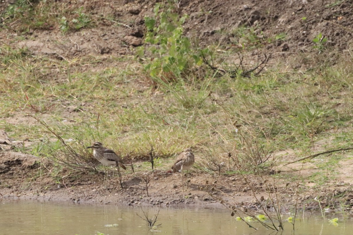 Water Thick-knee - ML638436745