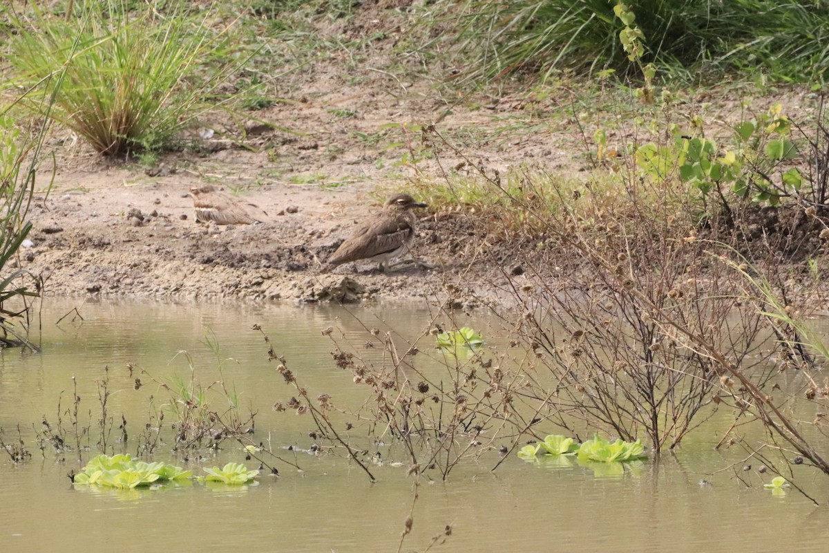 Water Thick-knee - ML638436746