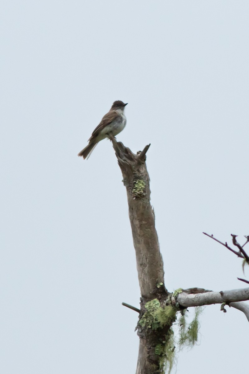 Eastern Phoebe - ML638436755