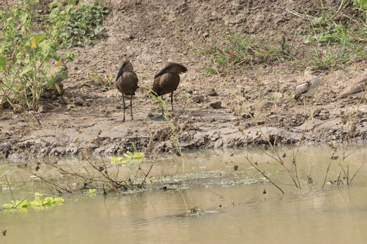 Hamerkop - ML638436768