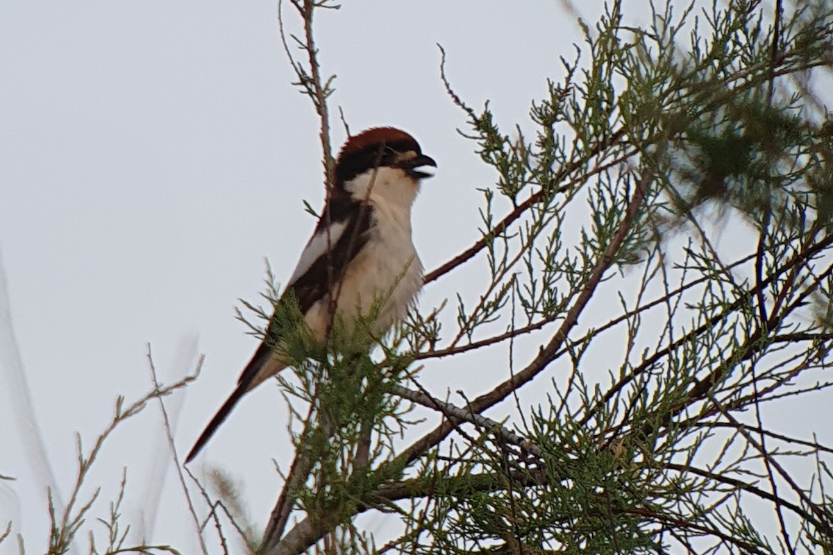 Woodchat Shrike (Balearic) - ML638436803