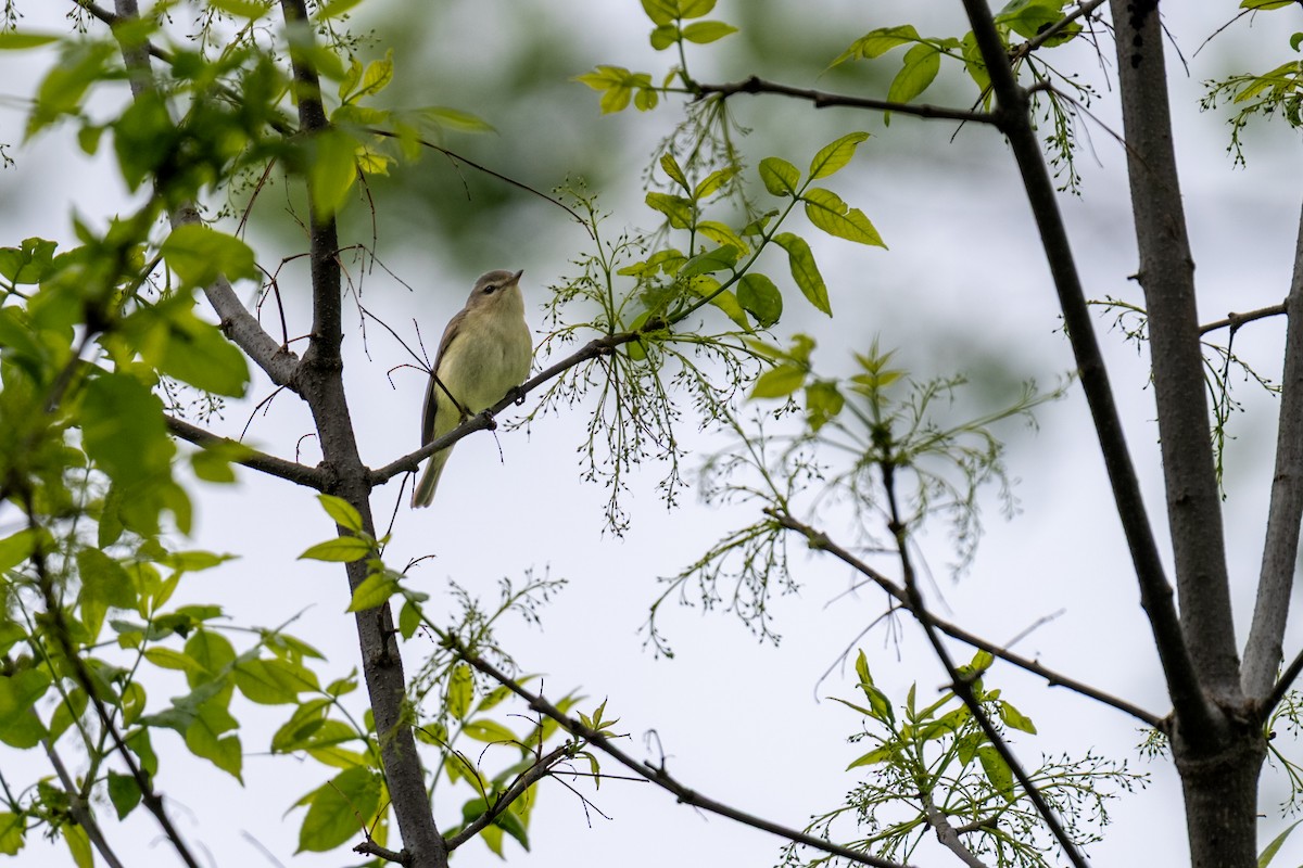 Warbling Vireo - ML638436853
