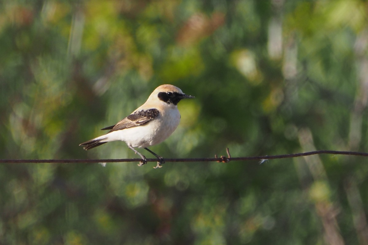 Western Black-eared Wheatear - ML638436886