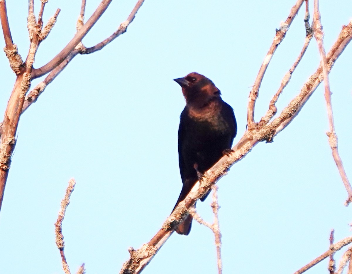 コウウチョウ - ML638436888