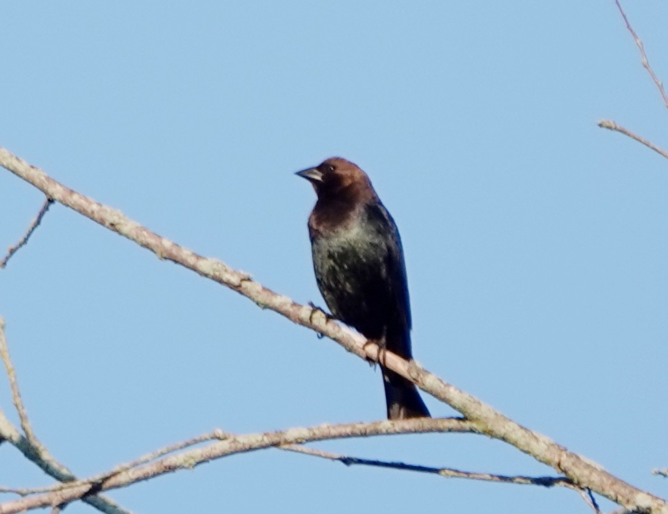 コウウチョウ - ML638436889