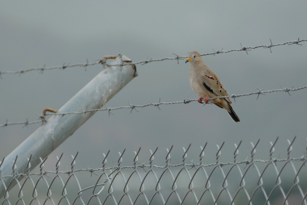 Croaking Ground Dove - ML638436916