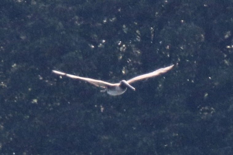 Brown Pelican - ML638436926